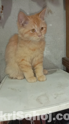 Female Persian cat